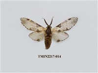 藏品(臺灣枝背舟蛾)的圖片